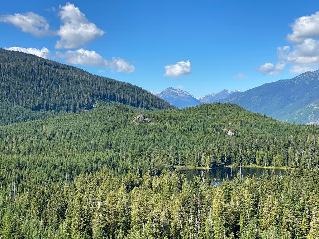Ancient Cedars Trail