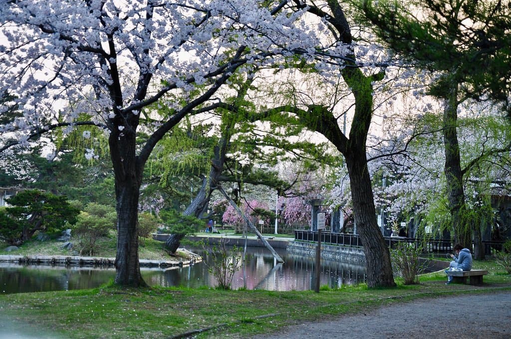 Very Lovely, Even if Sakura Aren't Blooming!