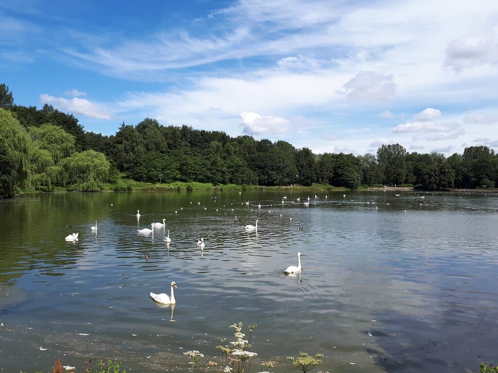 Swans