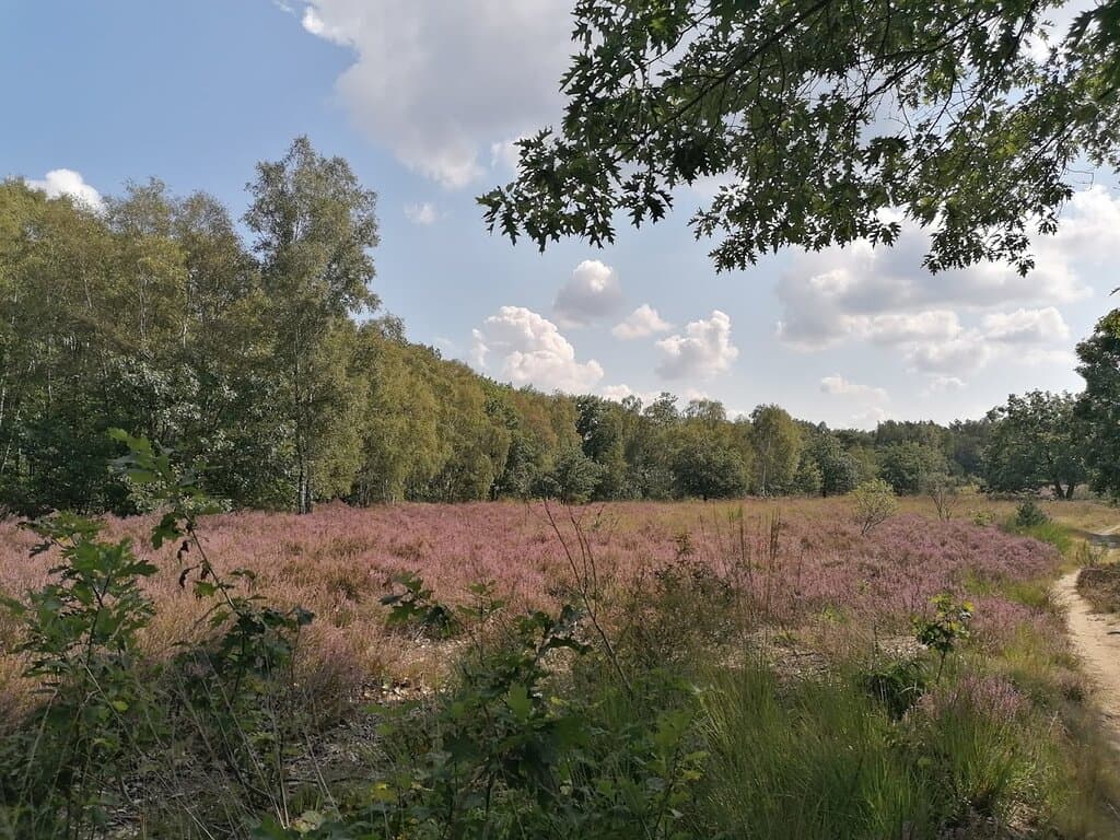 heide