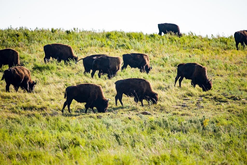 Buffalo Grazing