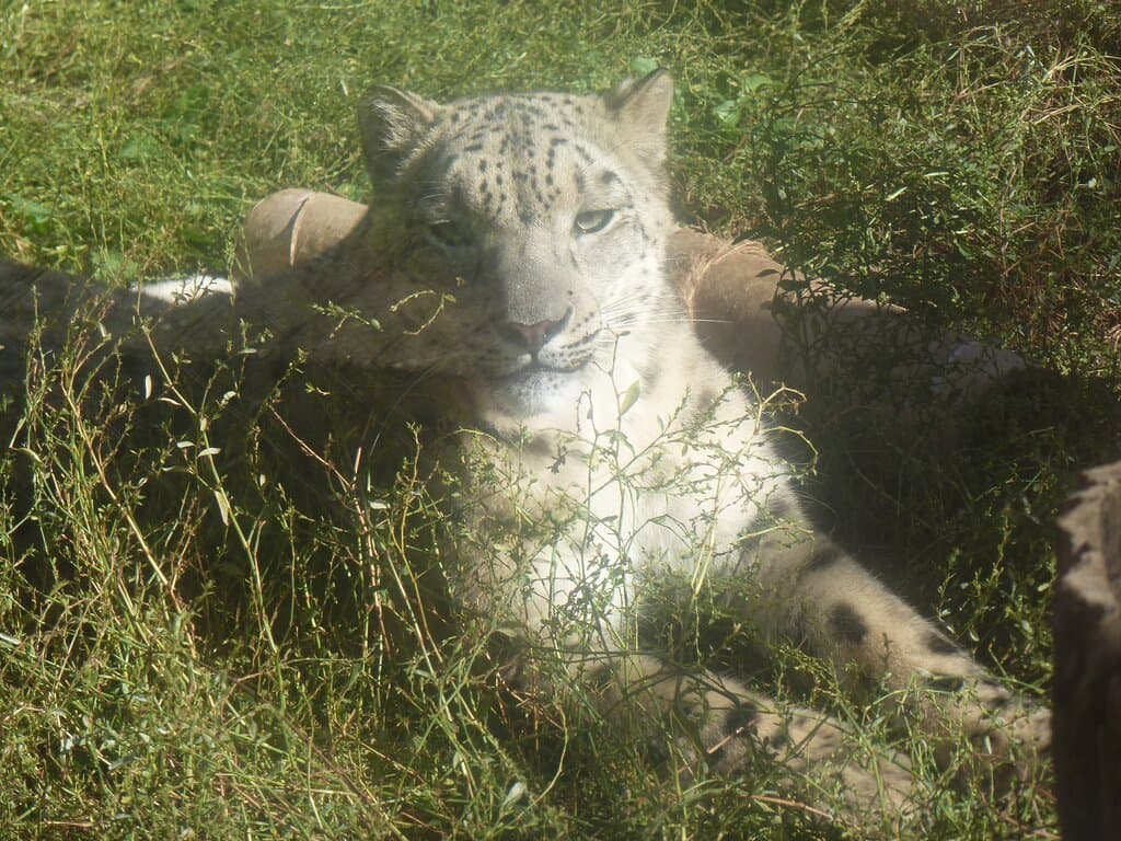 ирбис (снежный барс)