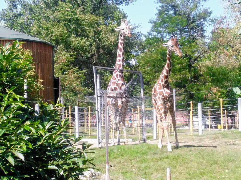 Zoo