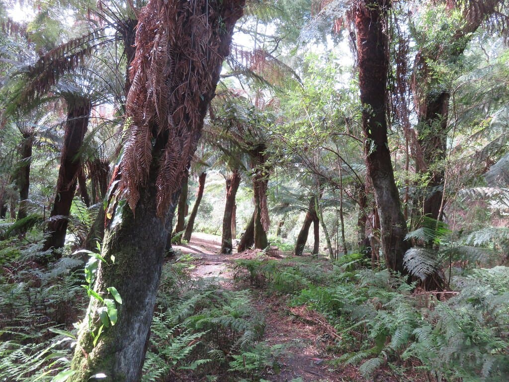 These are the beautiful big tree ferns at Paradise Valley near Apollo Bay