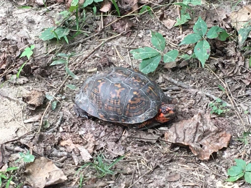 Spotted this little guy on the disc golf course