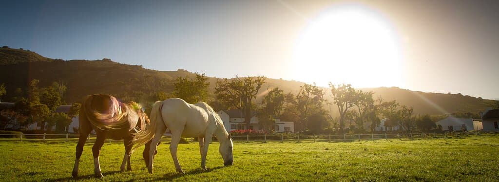 Landskroon Wines - View towards Paarl Mountain