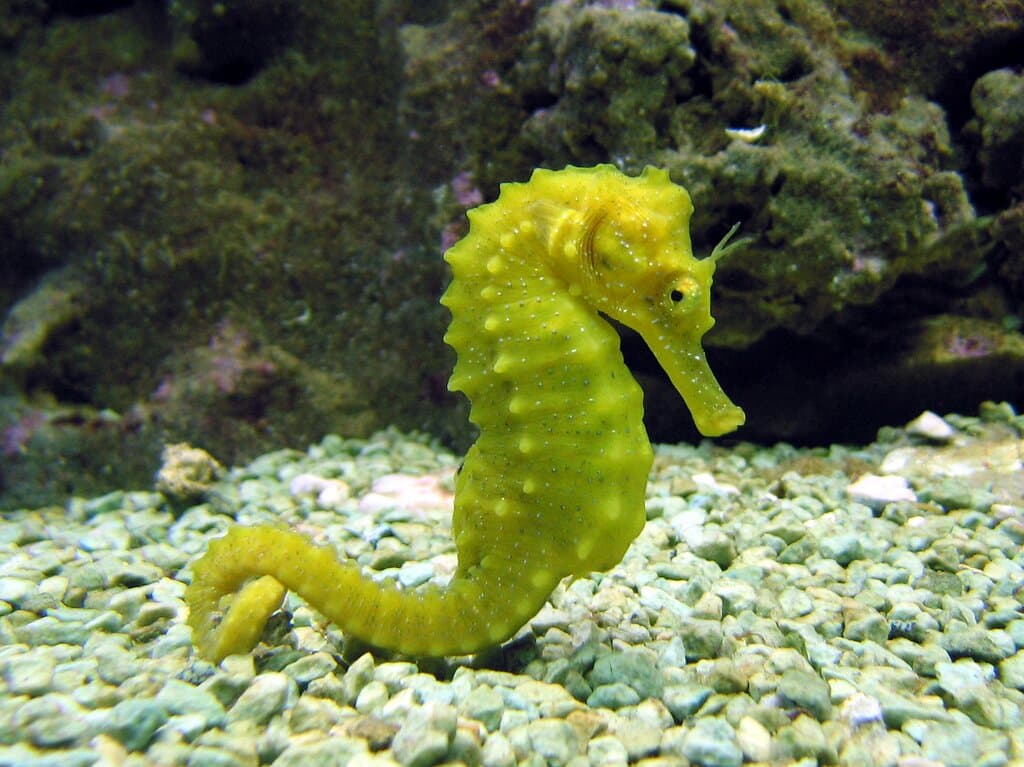 Hippocampe moucheté (Ph. P. Lelong)