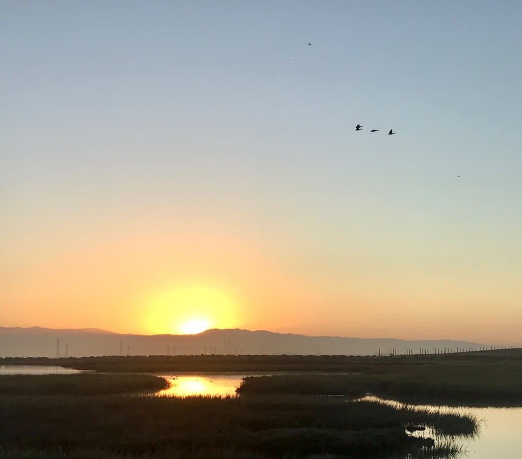 Palo Alto Duck Pond