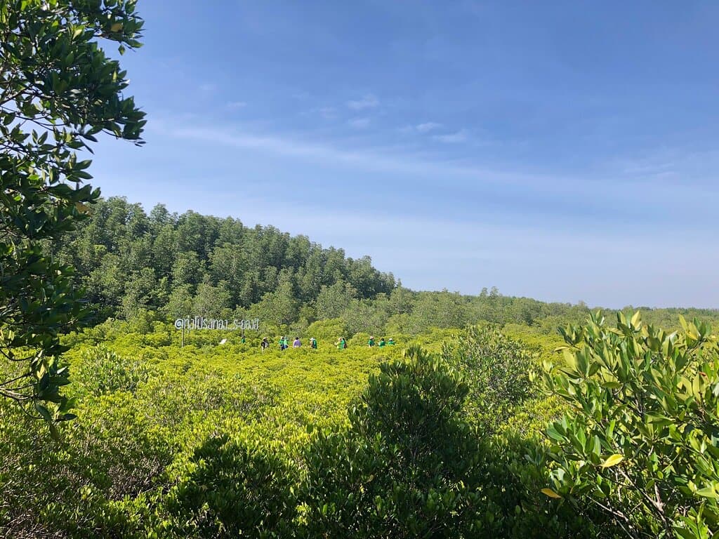 Tung Prong Thong Mangrove Field Prasae