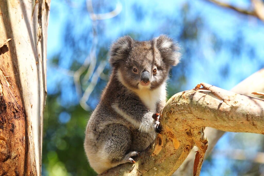 Koala in the treetops at Wildlife Wonders