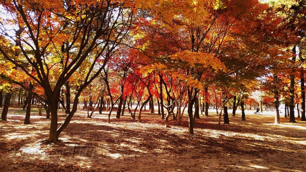 fall foliage