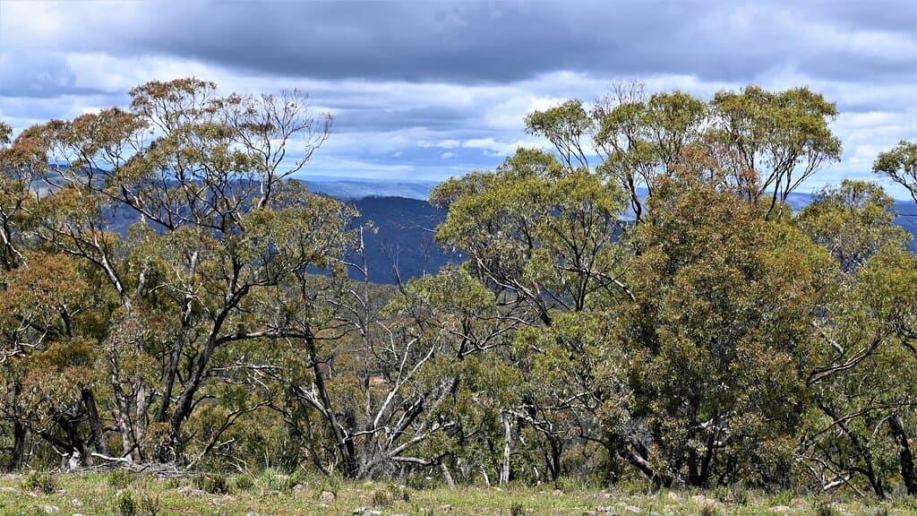 Bald Hill