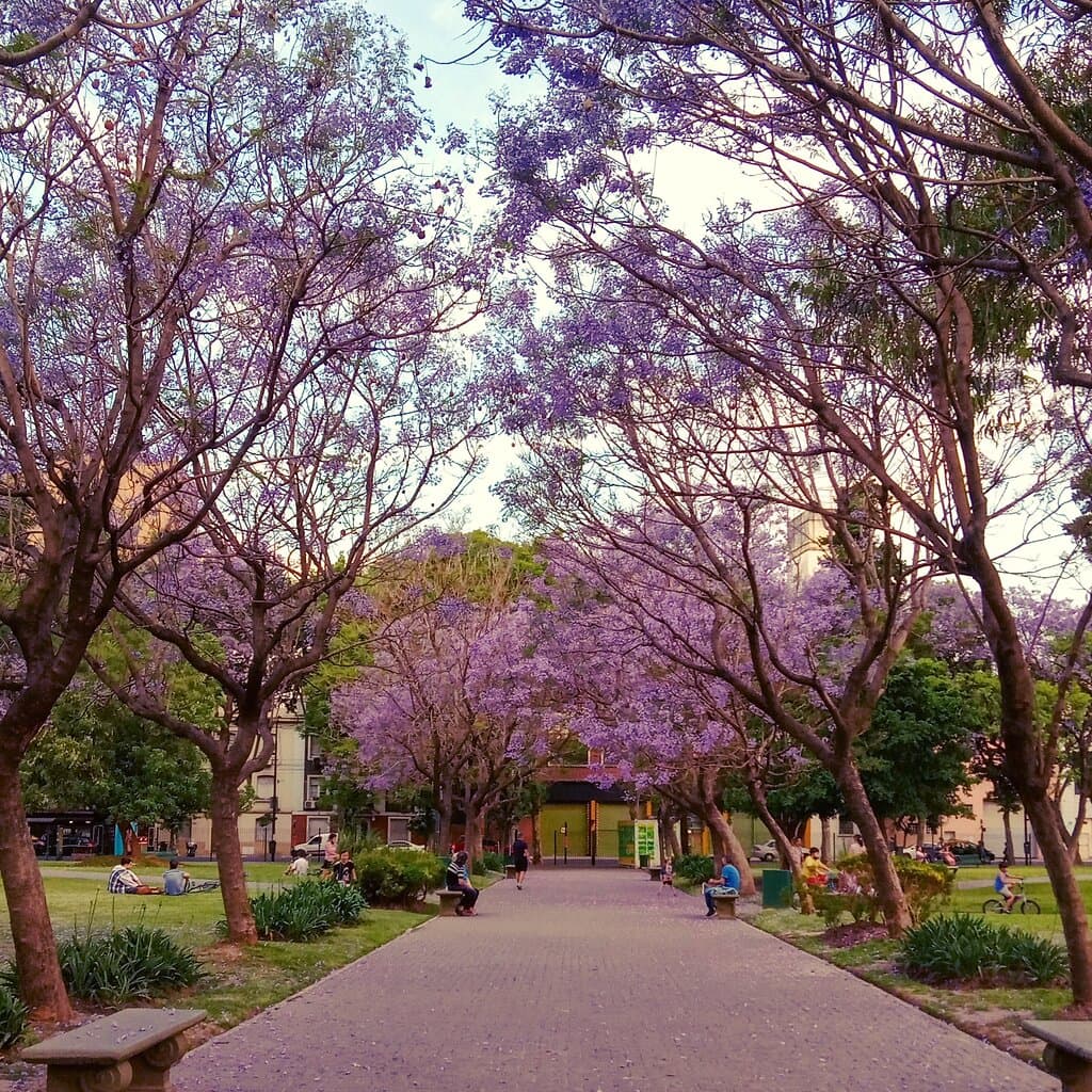 Jacarandas en flor