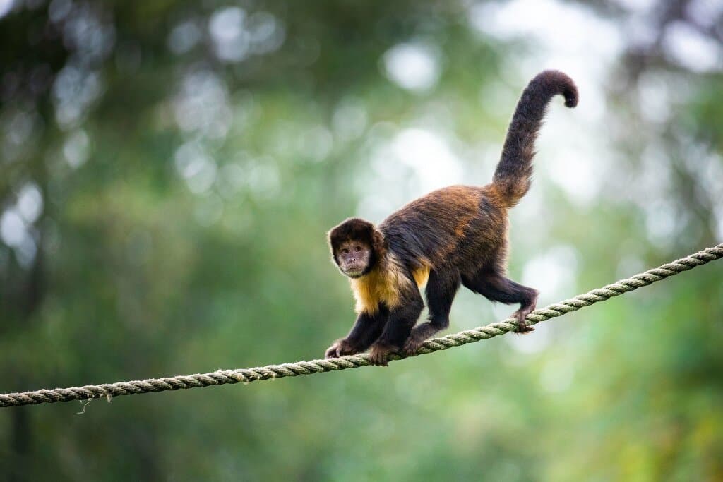 AquaZoo | Geelborstkapucijnaap