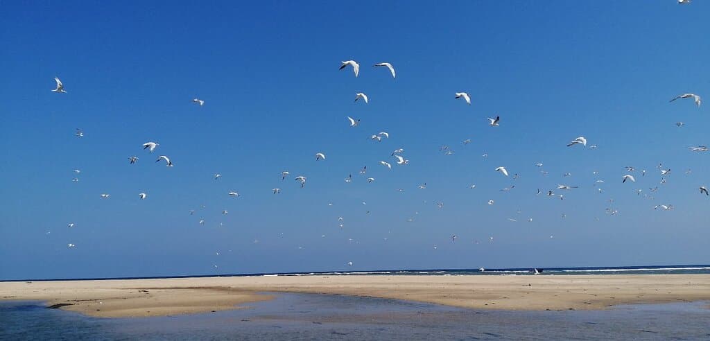 Pulicat Lake Tamil Nadu India