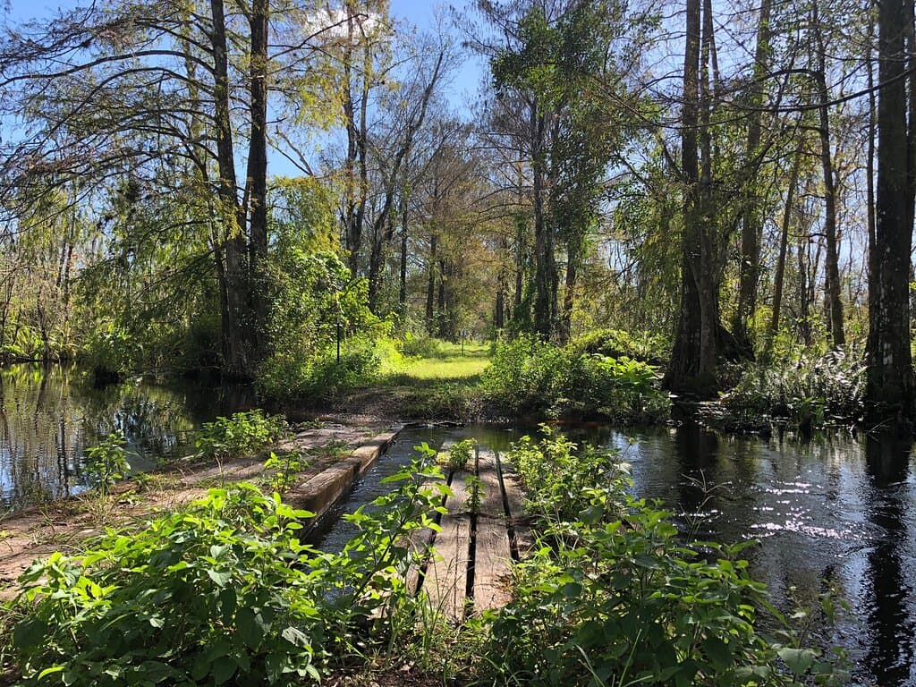 CREW Bird Rookery Swamp