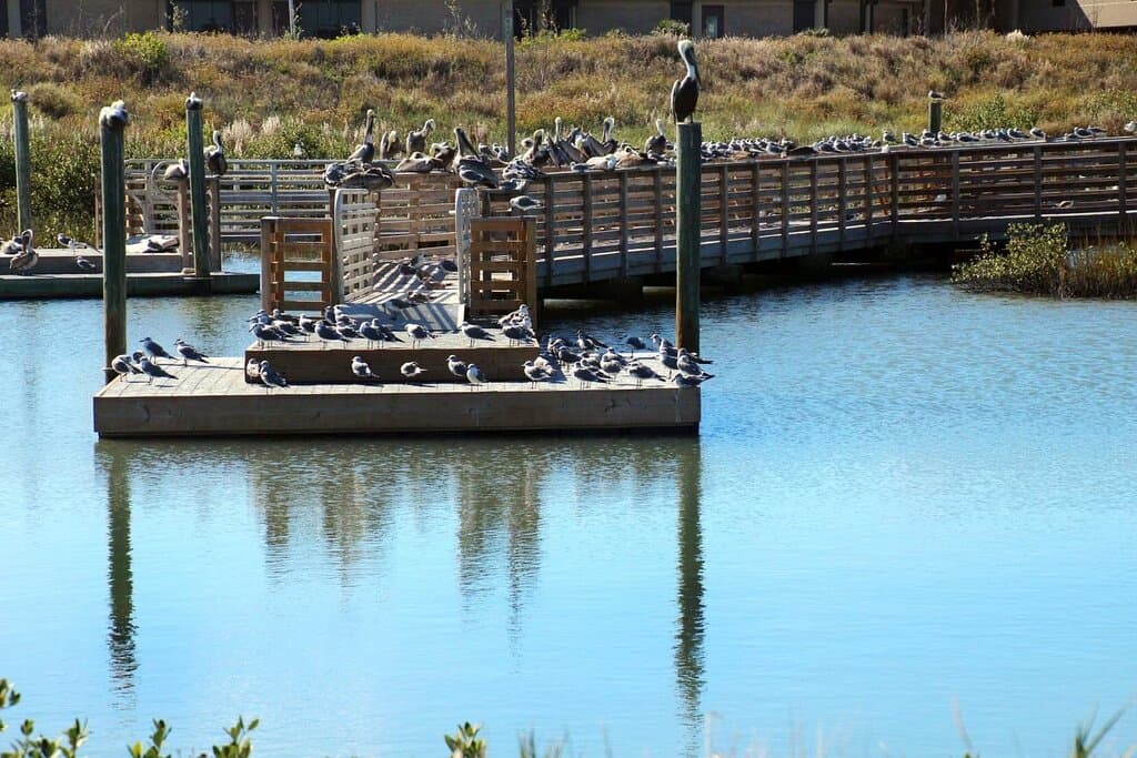 UTMSI Wetlands Education Center