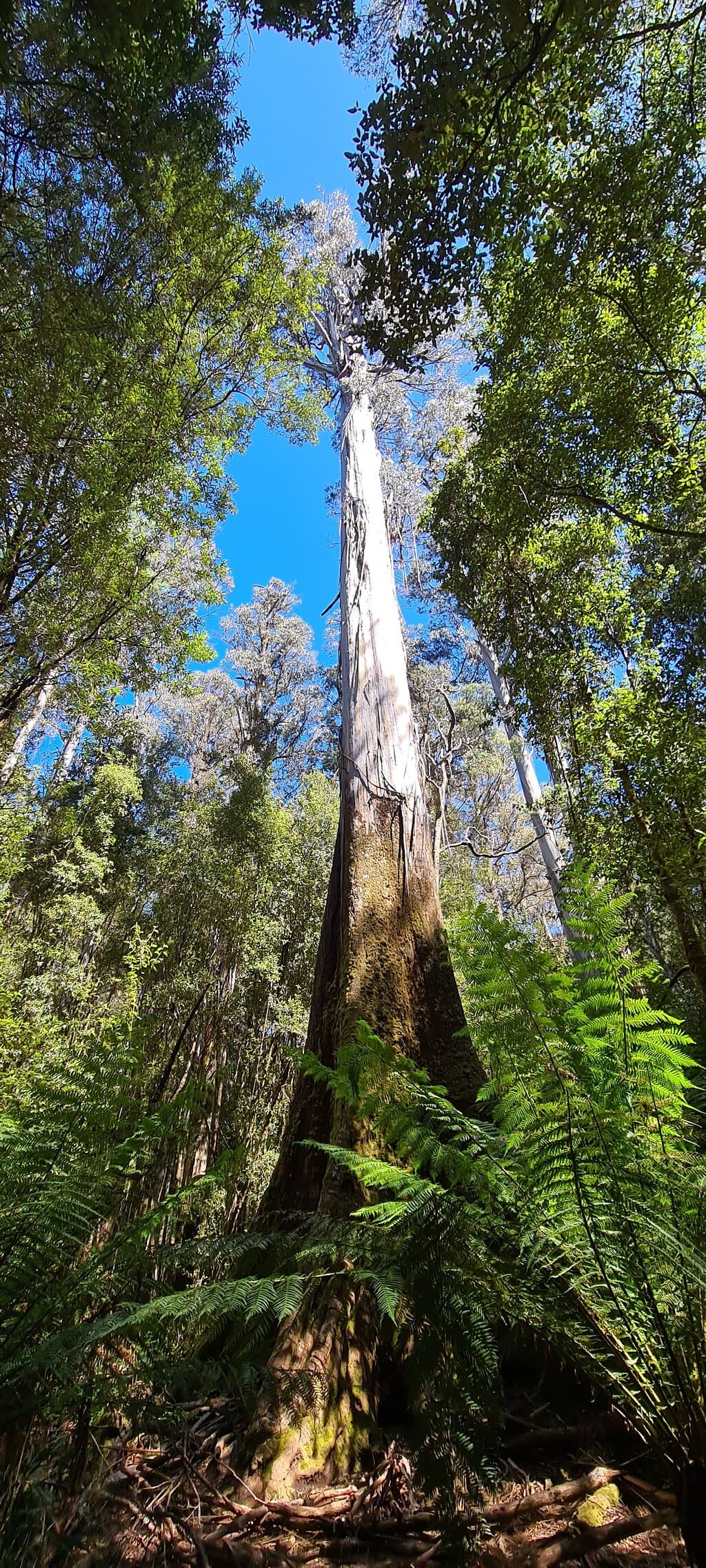 Tall Trees Walk Mount Field