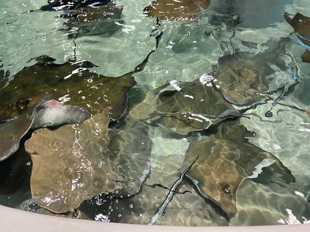 Stingray Reef