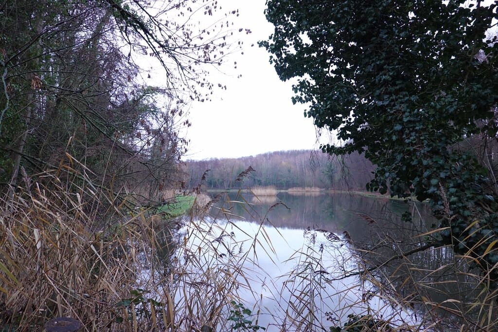 Strijthagen Forest