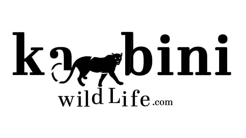 Kabiniwildlife.com