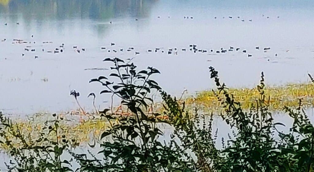 Gorewada Biodiversity Park and Lake