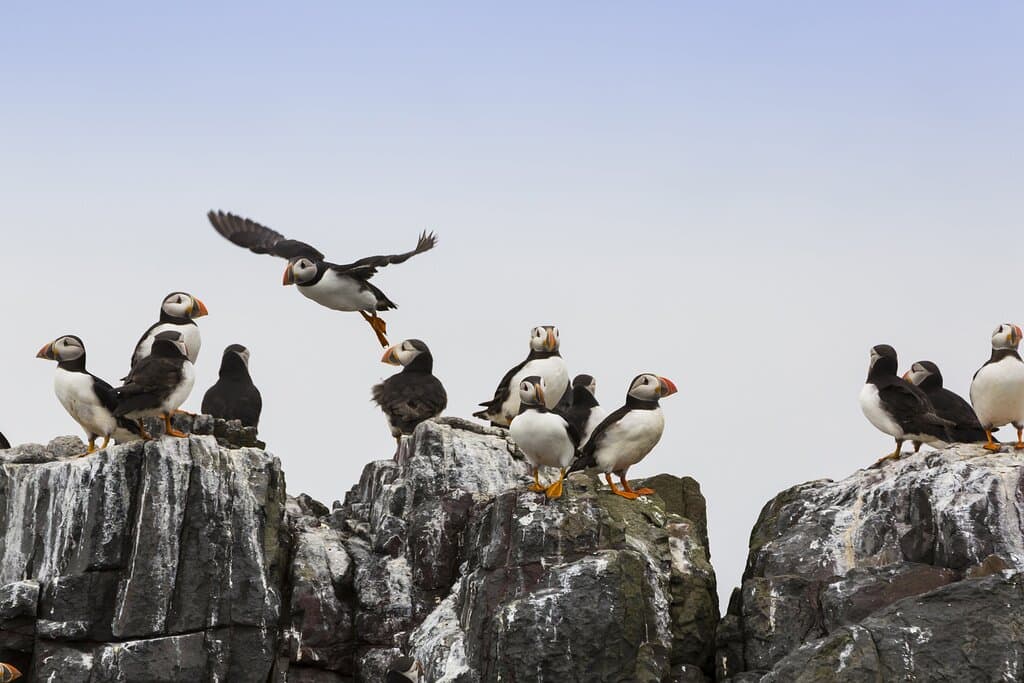 Farne Islands