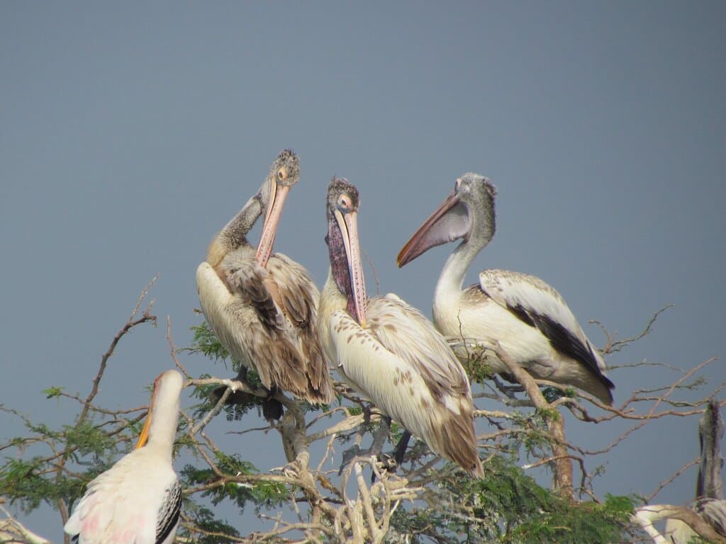 Pelicans