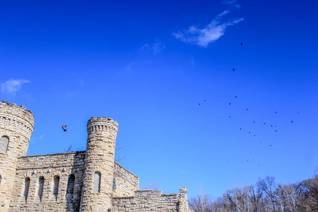 Creepy that these birds appeared screeching out of nowhere.  