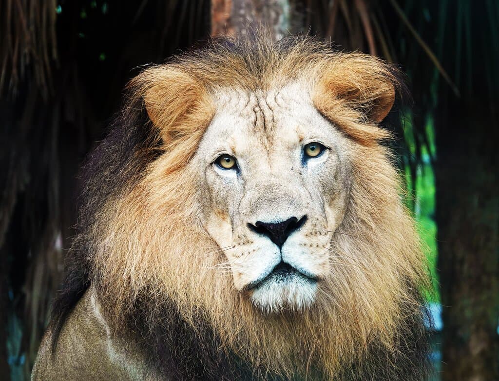 Masamba, the male African lion at Naples Zoo.