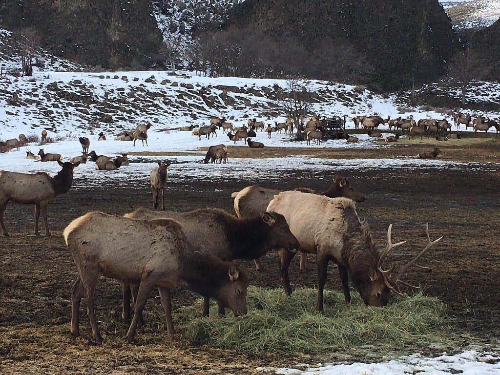 Oak Creek Elk winter feeding west of Yakima