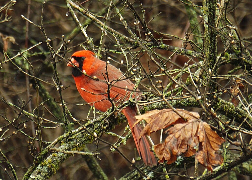 east side of Tyson Park