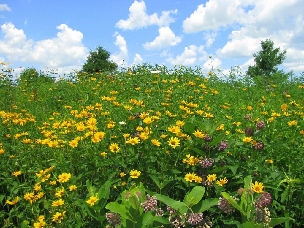 Prairie flowers