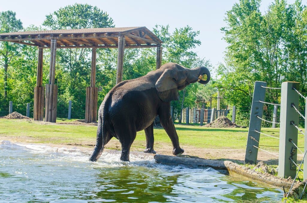 African Elephant