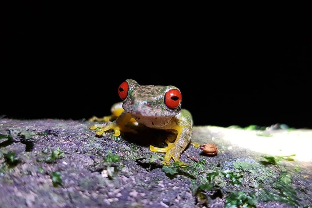 Kinkajou Night Walk