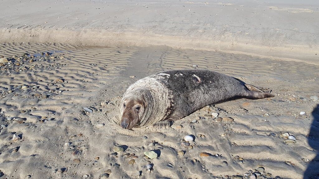 Skully the 600lb male grey seal