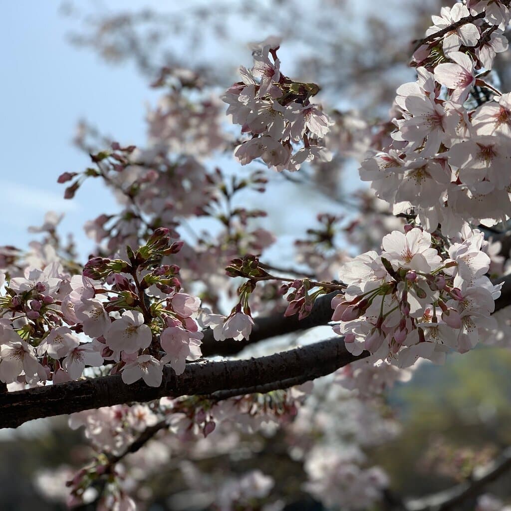 Spring is accelerating and so are we! 春が加速してます！そして、ウナギ達も加速してます！🌸🌸🌸