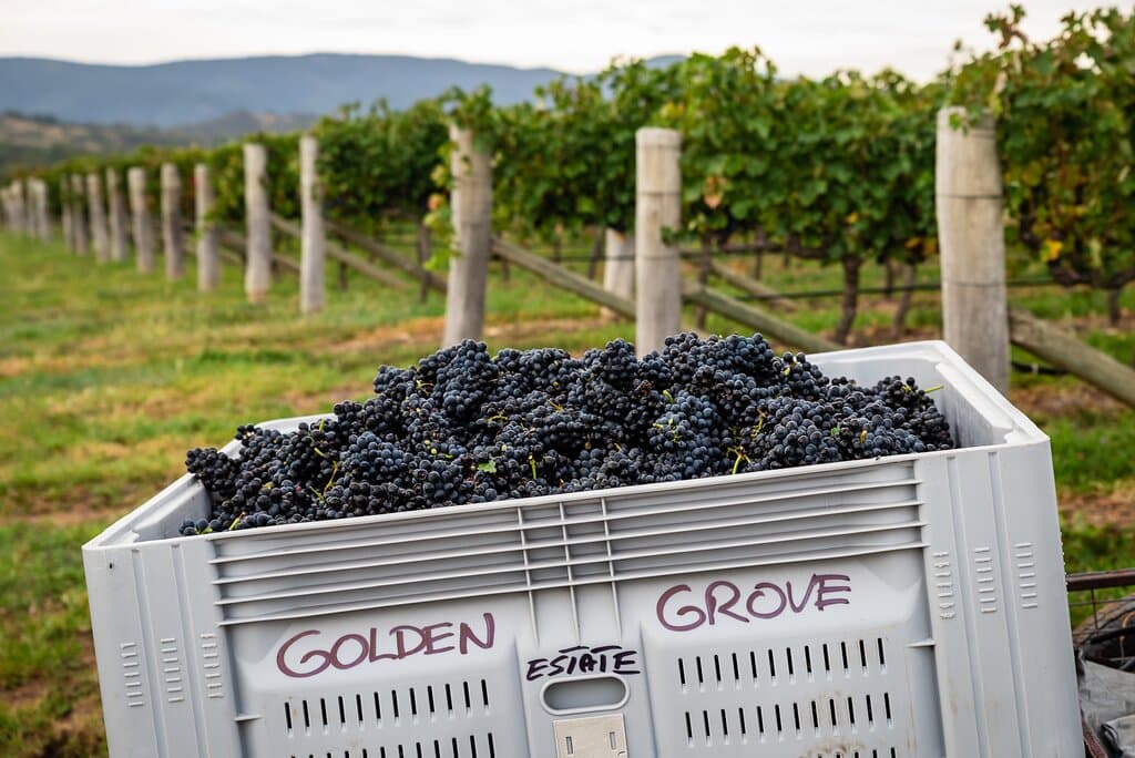 Golden Grove Estate Vineyard
