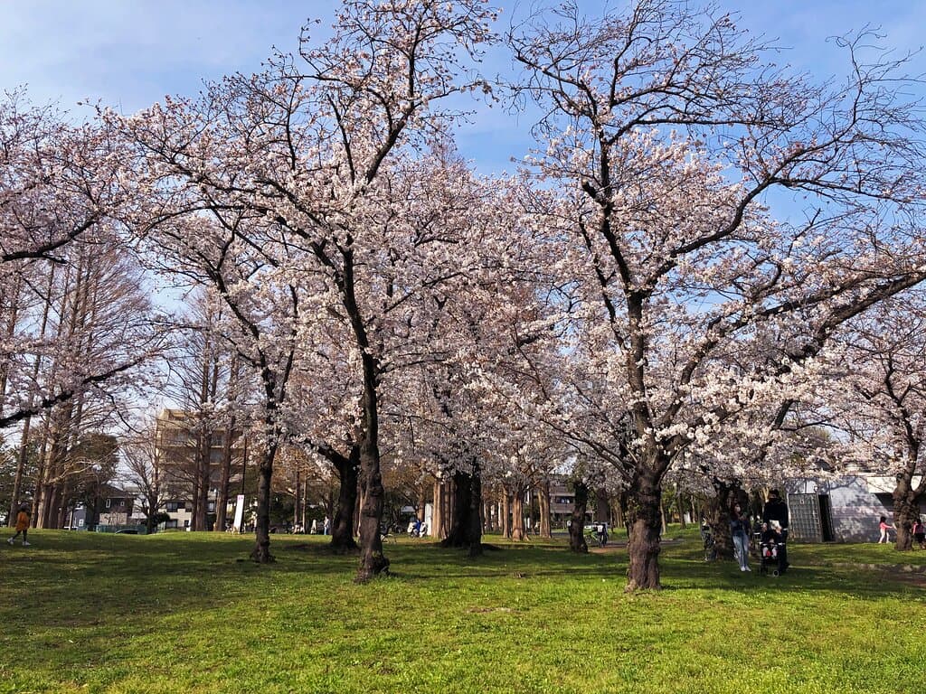 篠崎公園の桜
