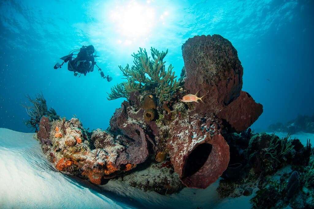 Tauchen auf Cozumel