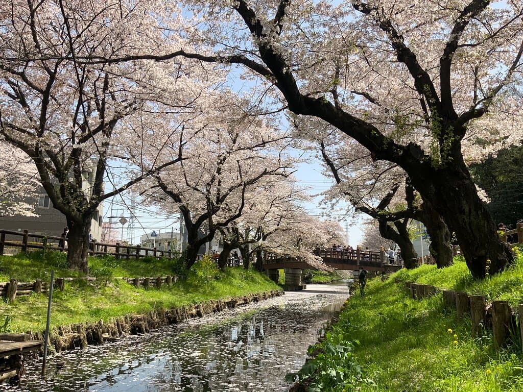 新河岸川の桜並木