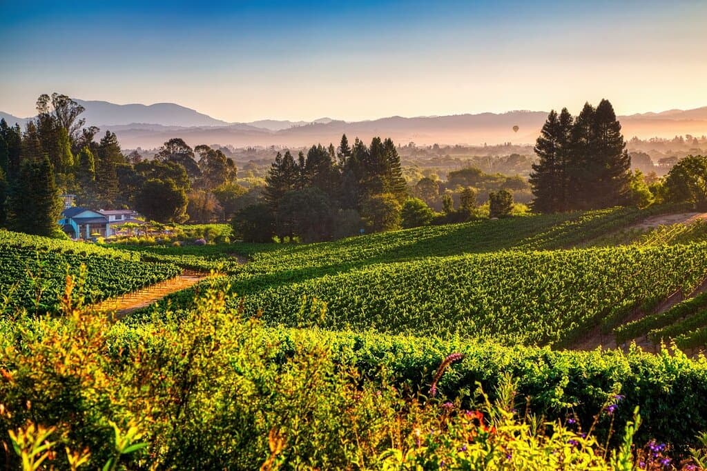 Quail Hill Vineyard at Lynmar Estate