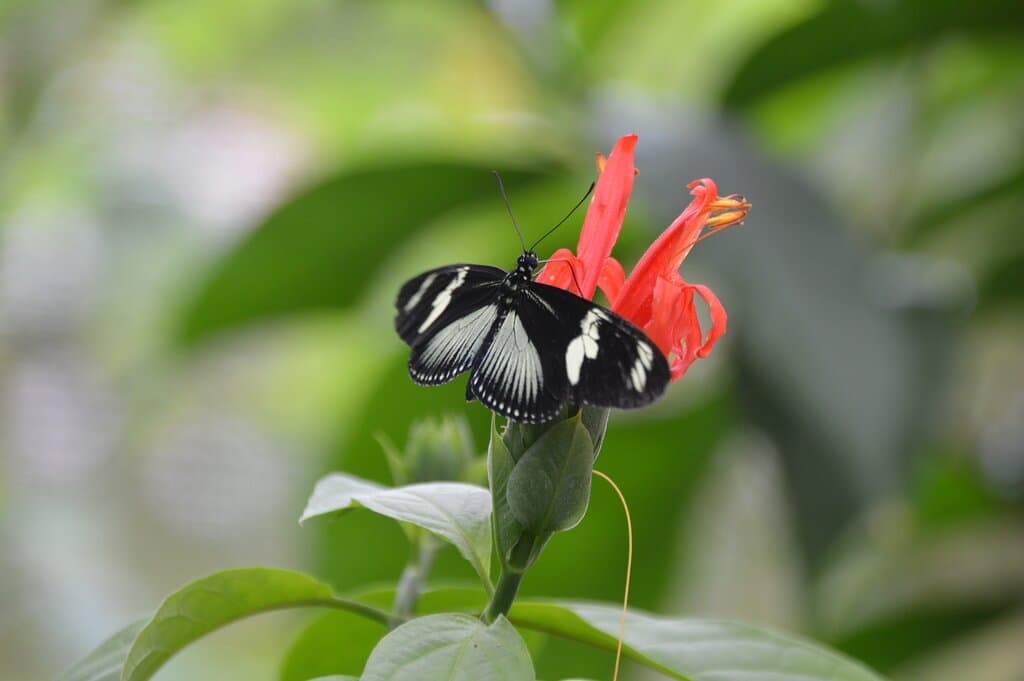 variedad de mariposas
