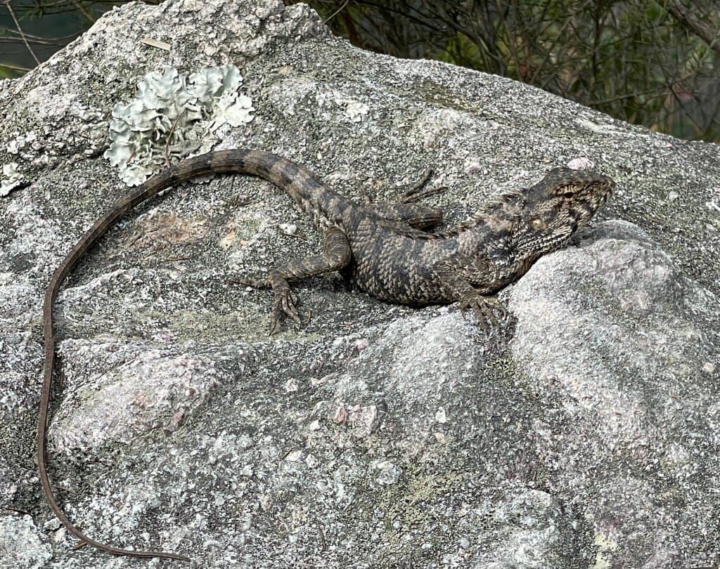 Found a common Changeable lizard sunning on a rock right next to the trail. 