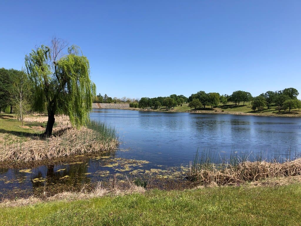 Looking over one of the ponds