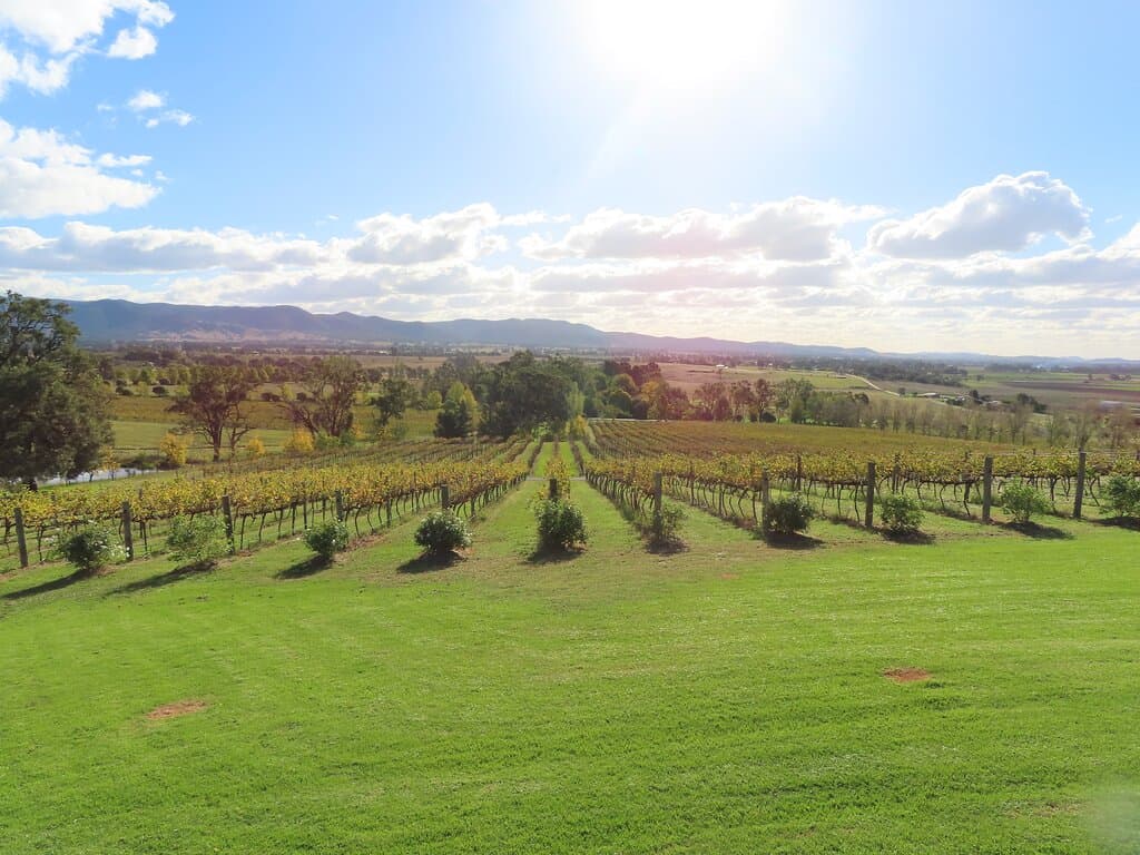 vines