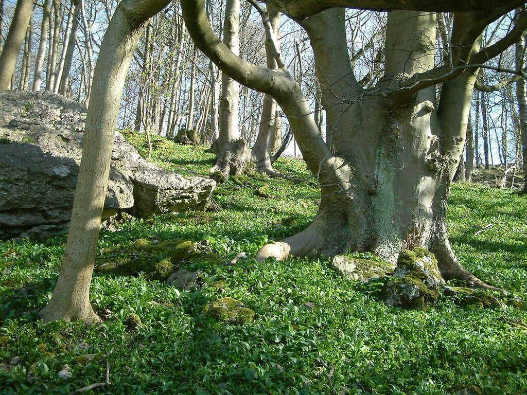 Carpets of wild garlic in the springtime. 