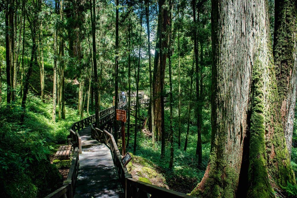 Giant Tree Trail Alishan