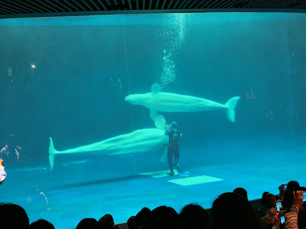Shimane Aquarium Aquas