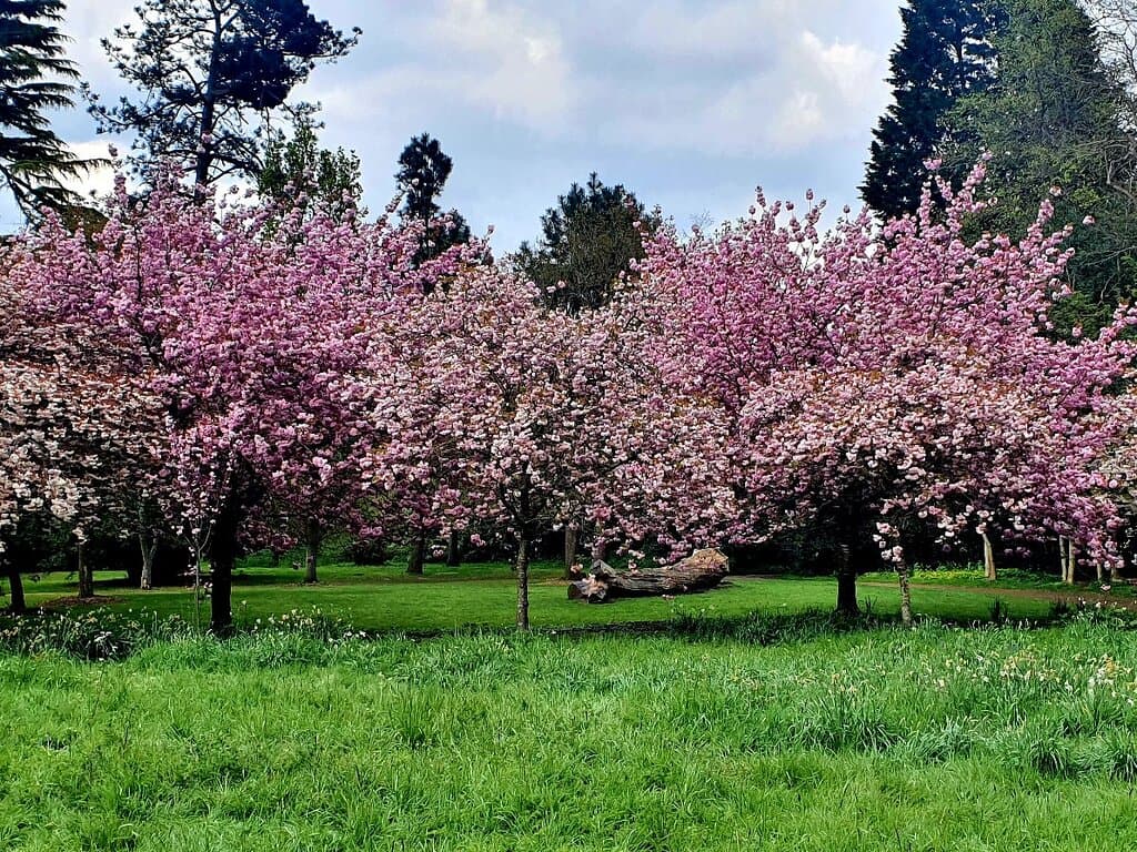 Harris Garden